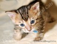 /album/alpha-leo/alpha-www-esbbengalcat-8-jpg/